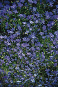 200 Cambridge Blue Lobelia Seeds - Seed World