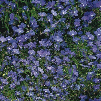 200 Cambridge Blue Lobelia Seeds - Seed World
