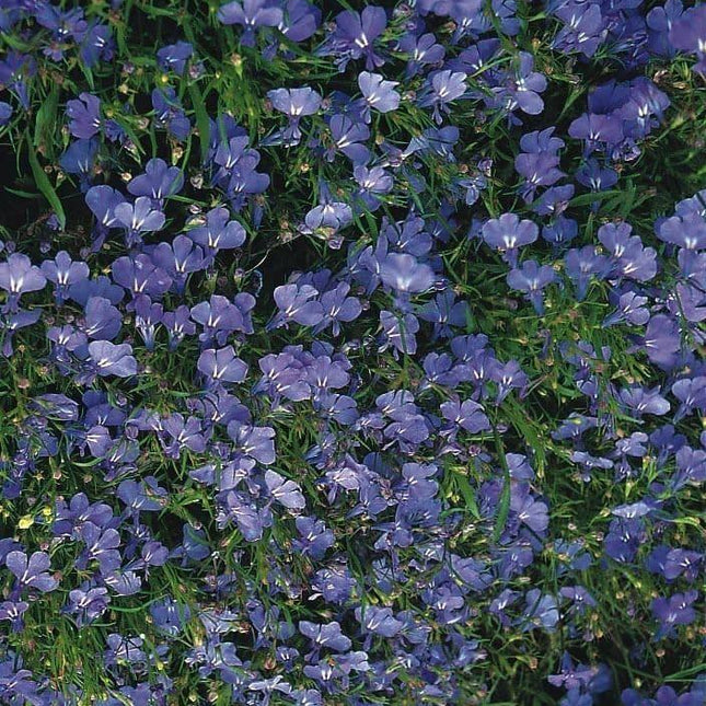 200 Cambridge Blue Lobelia Seeds - Seed World