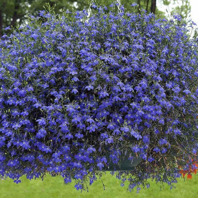 200 Cambridge Blue Lobelia Seeds - Seed World