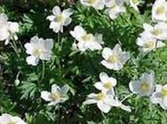 200 Catchfly - Silene - Snowdrop Seeds - Seed World