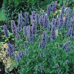 200 Catmint Seeds - Blue - Seed World