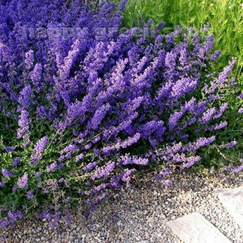 200 Catmint Seeds - Blue - Seed World