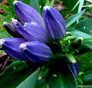 200 Closed Bottle Gentian Seeds - Seed World