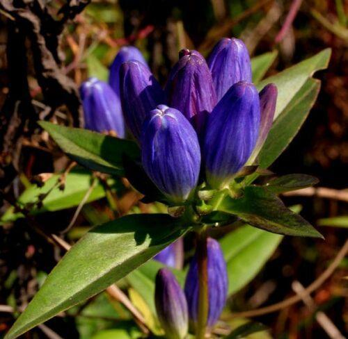 200 Closed Bottle Gentian Seeds - Seed World