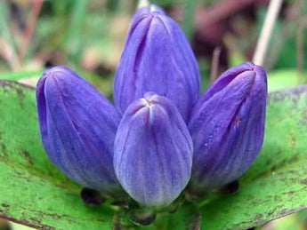 200 Closed Bottle Gentian Seeds - Seed World