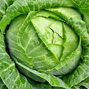 200 Copenhagen Cabbage Seeds | NON-GMO | Heirloom - Seed World