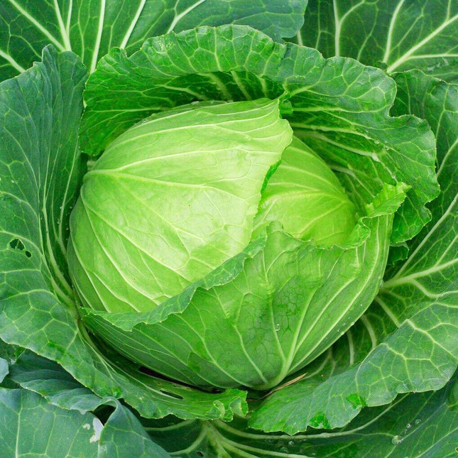 200 Copenhagen Cabbage Seeds | NON-GMO | Heirloom - Seed World