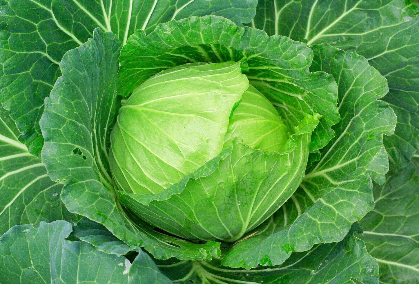 200 Copenhagen Cabbage Seeds | NON-GMO | Heirloom - Seed World