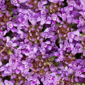 300 Creeping Thyme Purple Groundcover Seeds - Seed World
