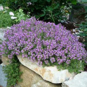300 Creeping Thyme Purple Groundcover Seeds - Seed World