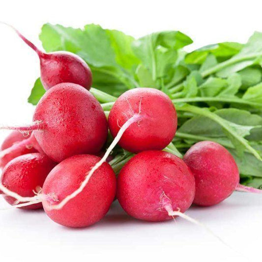 200 Crimson Giant Radish Seeds - Seed World
