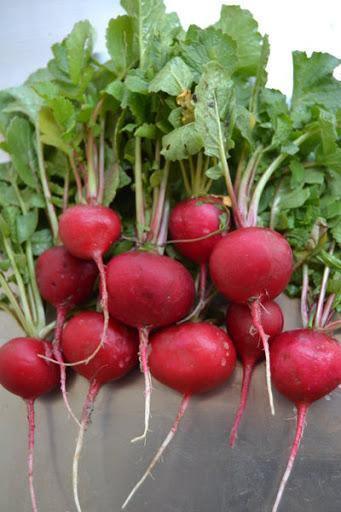 200 Crimson Giant Radish Seeds - Seed World