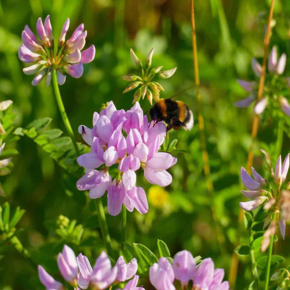 200 Crown Vetch (Coronilla Varia) Seeds - Seed World