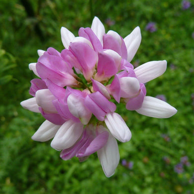 200 Crown Vetch (Coronilla Varia) Seeds - Seed World