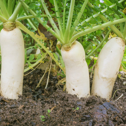 200 Daikon Radish Seeds - Seed World
