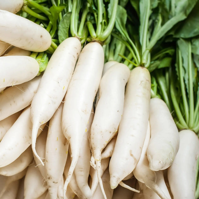 200 Daikon Radish Seeds - Seed World