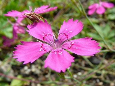 200 Dianthus - Deltoides - Maiden Pink Seeds - Seed World