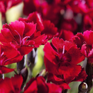 200 Dianthus Dunetti Seeds - Seed World