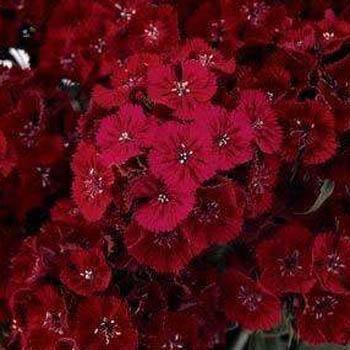 200 Dianthus Dunetti Seeds - Seed World