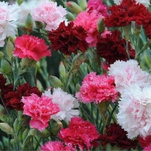 200 Dianthus (Plumarius Sonata) Seeds - Seed World