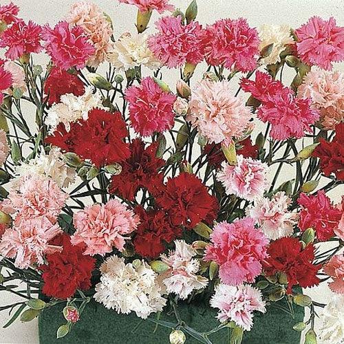 200 Dianthus (Plumarius Sonata) Seeds - Seed World