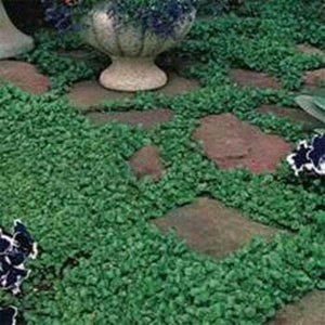 200 Dichondra Repens Seeds - Seed World