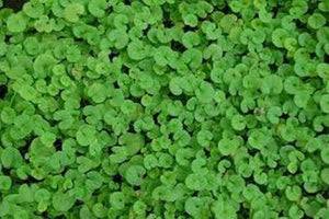 200 Dichondra Repens Seeds - Seed World