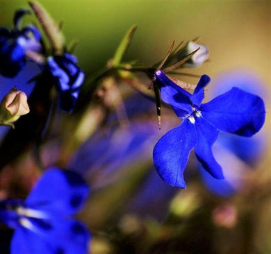 200 Electric Blue Lobelia Monsoon Seeds - Seed World