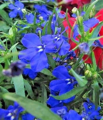 200 Electric Blue Lobelia Monsoon Seeds - Seed World