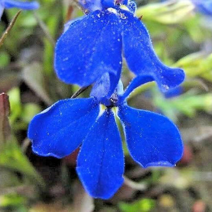 200 Electric Blue Lobelia Monsoon Seeds - Seed World