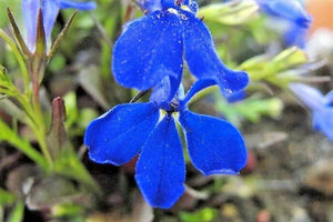 200 Electric Blue Lobelia Monsoon Seeds - Seed World