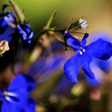 200 Electric Blue Lobelia Monsoon Seeds - Seed World