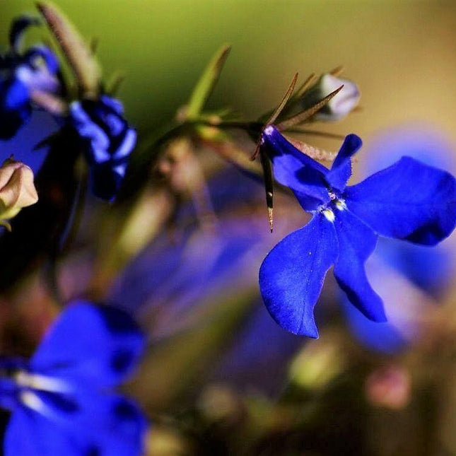 200 Electric Blue Lobelia Monsoon Seeds - Seed World