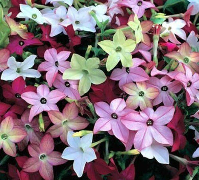 200 Flowering Tobacco Mix Seeds - Seed World