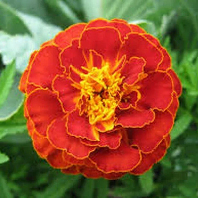 200 French Red Marigold Seeds - Seed World
