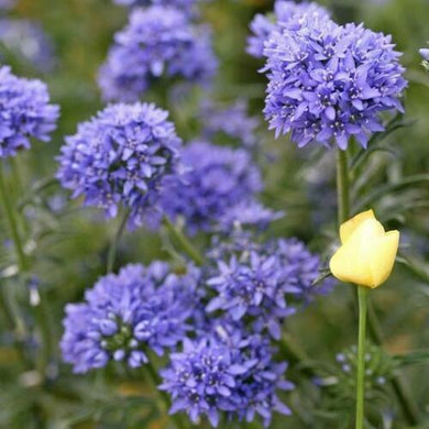 200 Globe Gilia Seeds - Seed World