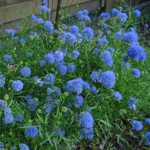 200 Globe Gilia Seeds - Seed World