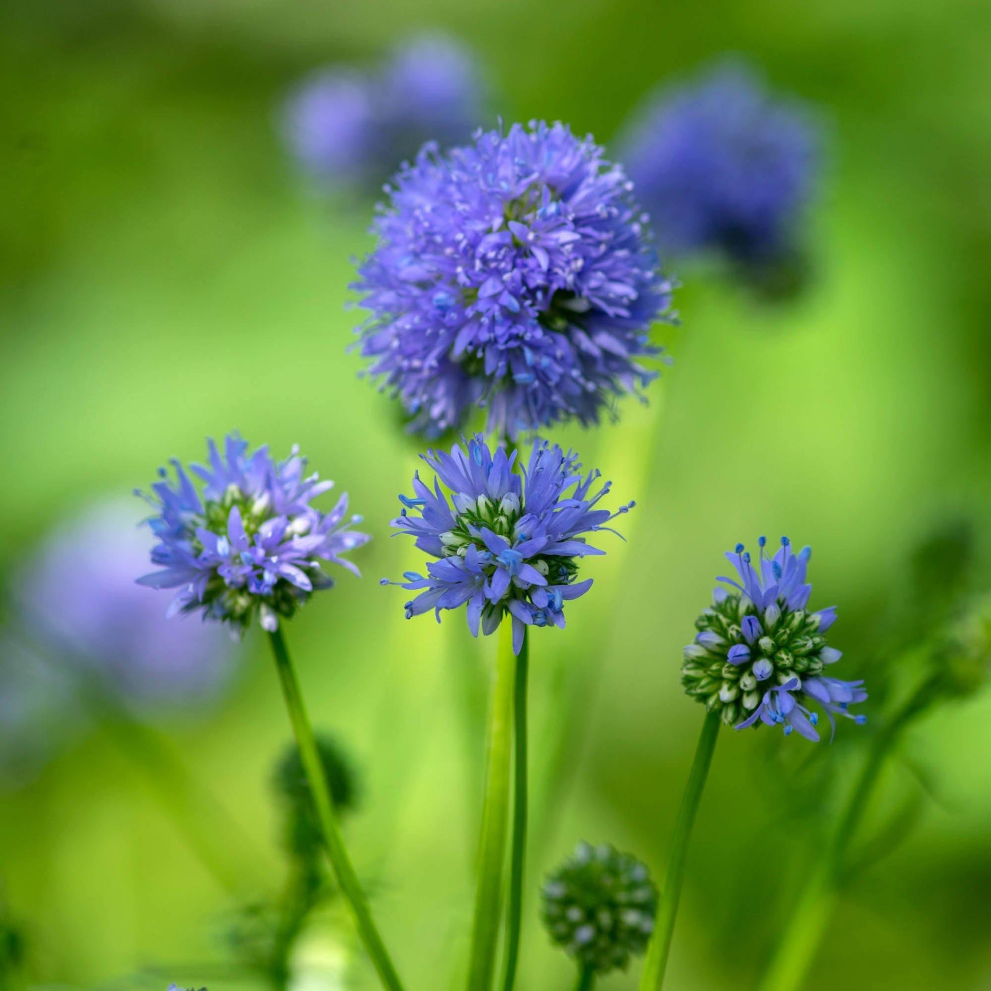200 Globe Gilia Seeds - Seed World