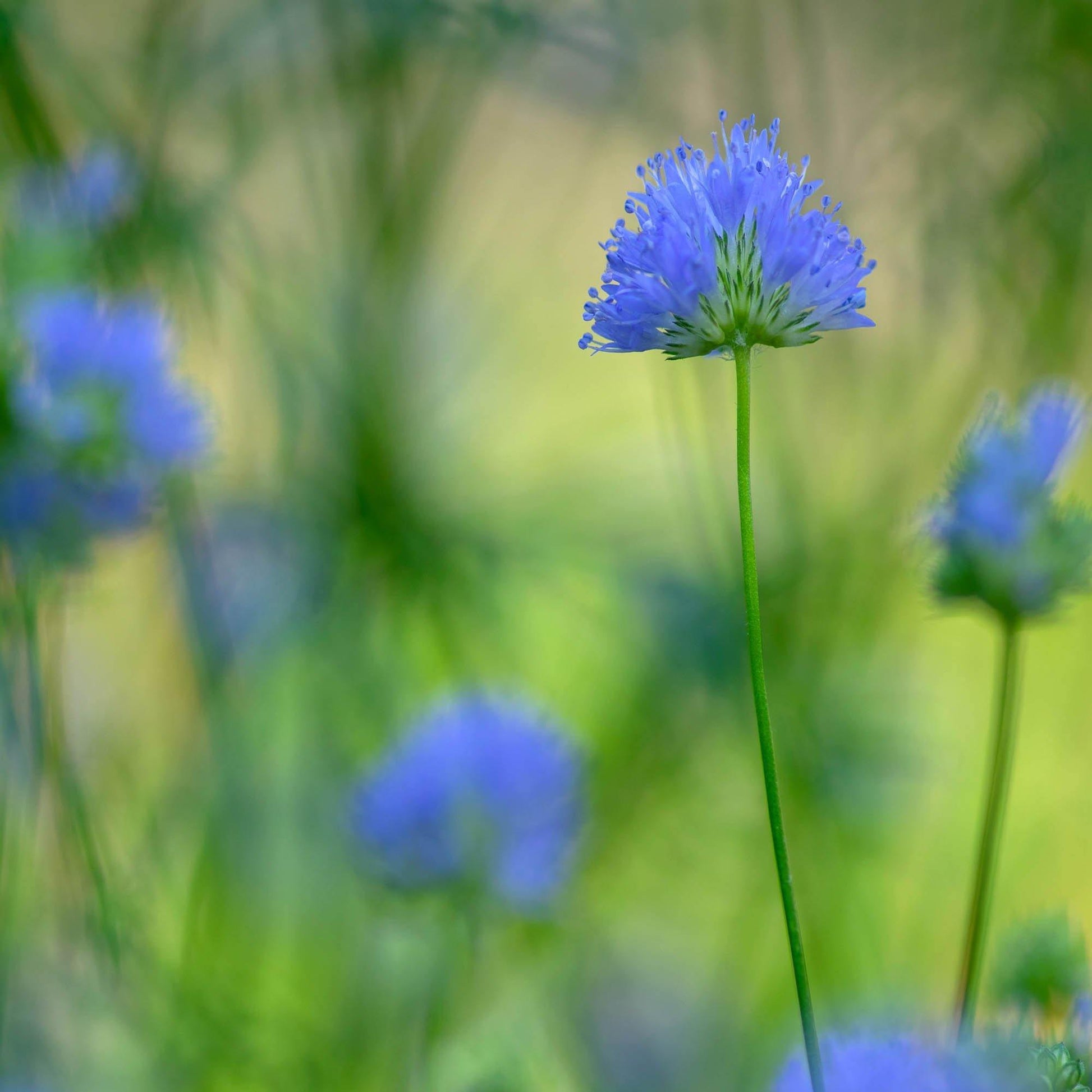 200 Globe Gilia Seeds - Seed World