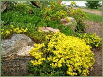 200 Golden Carpet Sedum Acre Seeds - Seed World