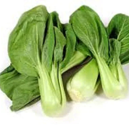 200 Green Stem Bok Choy - Pak Choi Seeds - Seed World