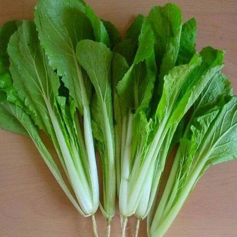 200 Green Stem Bok Choy - Pak Choi Seeds - Seed World