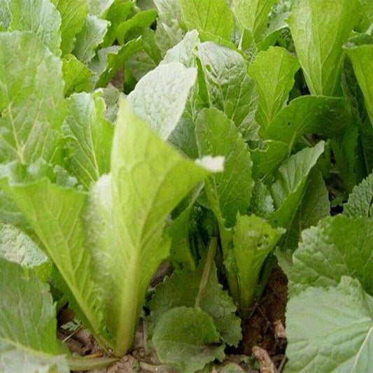 200 Green Stem Bok Choy - Pak Choi Seeds - Seed World
