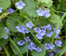 200 Ground Ivy Glechoma Hederacea Seeds - Seed World