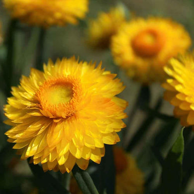 200 Helichrysum - Yellow Strawflower Seeds - Seed World