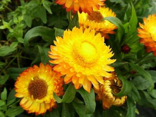 200 Helichrysum - Yellow Strawflower Seeds - Seed World