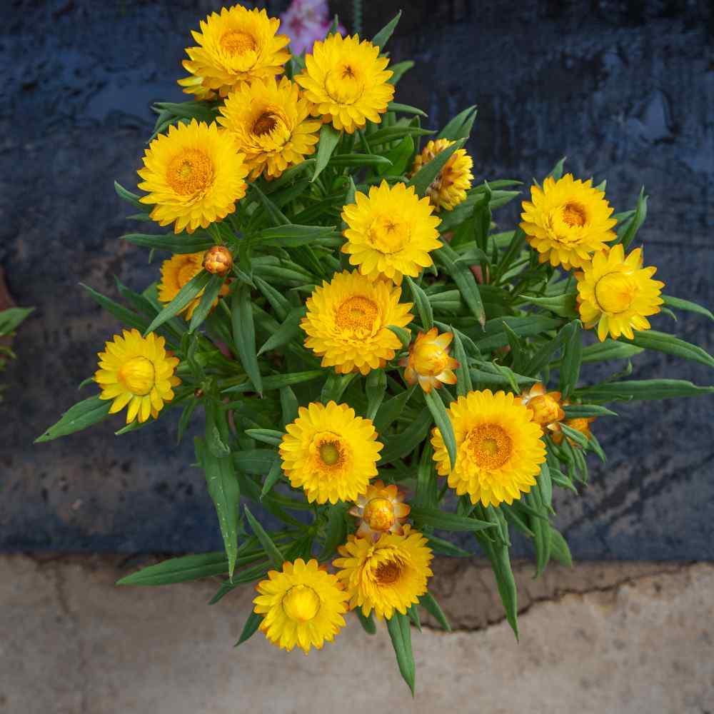 200 Helichrysum - Yellow Strawflower Seeds - Seed World