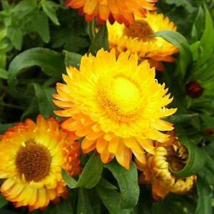 200 Helichrysum - Yellow Strawflower Seeds - Seed World