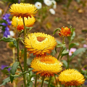 200 Helichrysum - Yellow Strawflower Seeds - Seed World